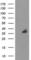 Uracil DNA Glycosylase antibody, NBP2-01194, Novus Biologicals, Western Blot image 