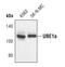 Ubiquitin Like Modifier Activating Enzyme 1 antibody, PA5-17262, Invitrogen Antibodies, Western Blot image 