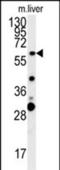 Retrotransposon Gag Like 3 antibody, PA5-71462, Invitrogen Antibodies, Western Blot image 
