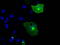 Neurotrophic Receptor Tyrosine Kinase 3 antibody, LS-C114634, Lifespan Biosciences, Immunofluorescence image 