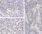 Interleukin 1 Beta antibody, NB600-633, Novus Biologicals, Immunohistochemistry paraffin image 