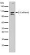 Cadherin 1 antibody, 701134, Invitrogen Antibodies, Western Blot image 