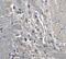 Kinesin Family Member 5A antibody, 4289, ProSci Inc, Immunohistochemistry frozen image 