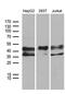 E2F Transcription Factor 5 antibody, M05265, Boster Biological Technology, Western Blot image 