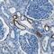 Keratin 19 antibody, AF3506, R&D Systems, Immunohistochemistry paraffin image 