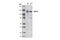 Mad3l antibody, 5421S, Cell Signaling Technology, Western Blot image 