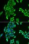 Acyl-CoA Synthetase Short Chain Family Member 2 antibody, LS-C334743, Lifespan Biosciences, Immunofluorescence image 