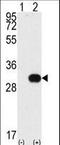 NIMA Related Kinase 7 antibody, LS-B10926, Lifespan Biosciences, Western Blot image 