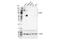 Plasmalemma Vesicle Associated Protein antibody, 39958S, Cell Signaling Technology, Western Blot image 