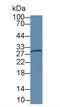 Amphiregulin antibody, abx131735, Abbexa, Western Blot image 