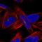 Antagonist Of Mitotic Exit Network 1 Homolog antibody, NBP2-56554, Novus Biologicals, Immunocytochemistry image 