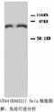 CD44 antibody, LS-C171691, Lifespan Biosciences, Western Blot image 