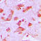 Praja Ring Finger Ubiquitin Ligase 2 antibody, LS-C353206, Lifespan Biosciences, Immunohistochemistry paraffin image 