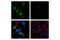 Hyaluronan Mediated Motility Receptor antibody, 87129S, Cell Signaling Technology, Immunocytochemistry image 