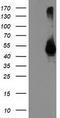 Transmembrane Serine Protease 5 antibody, TA503409, Origene, Western Blot image 