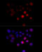 Target Of Myb1 Membrane Trafficking Protein antibody, 23-823, ProSci, Immunofluorescence image 