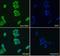 Fibrillin 1 antibody, NBP1-46120, Novus Biologicals, Immunocytochemistry image 