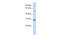 Microfibril Associated Protein 4 antibody, 25-703, ProSci, Western Blot image 