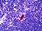 Epstein-Barr Virus Induced 3 antibody, 70-021, ProSci, Immunohistochemistry frozen image 