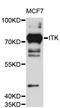 IL2 Inducible T Cell Kinase antibody, STJ114555, St John