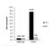 Forkhead Box A1 antibody, NBP1-30877, Novus Biologicals, Chromatin Immunoprecipitation image 