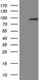 Periostin antibody, LS-B12782, Lifespan Biosciences, Western Blot image 