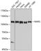 Methionyl-TRNA Synthetase antibody, A00216, Boster Biological Technology, Western Blot image 