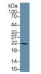 Glutathione S-Transferase Kappa 1 antibody, MBS2015295, MyBioSource, Western Blot image 