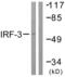 Interferon Regulatory Factor 3 antibody, LS-C117658, Lifespan Biosciences, Western Blot image 