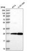 EMG1 N1-Specific Pseudouridine Methyltransferase antibody, PA5-65231, Invitrogen Antibodies, Western Blot image 