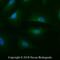 Cytochrome C Oxidase Subunit 4I1 antibody, NB110-39115, Novus Biologicals, Immunocytochemistry image 