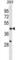Egl-9 Family Hypoxia Inducible Factor 1 antibody, abx030444, Abbexa, Western Blot image 