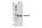 RUNX Family Transcription Factor 3 antibody, 9647S, Cell Signaling Technology, Western Blot image 