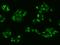 Zinc Finger Imprinted 2 antibody, 205200-T02, Sino Biological, Immunohistochemistry frozen image 