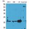 Apelin antibody, LS-C386924, Lifespan Biosciences, Western Blot image 