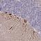 WD Repeat Domain 76 antibody, HPA040626, Atlas Antibodies, Immunohistochemistry frozen image 