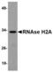 Ribonuclease H2 Subunit A antibody, LS-C82907, Lifespan Biosciences, Western Blot image 