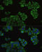 Enoyl-CoA hydratase, mitochondrial antibody, 19-184, ProSci, Immunofluorescence image 
