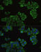 Enoyl-CoA Hydratase, Short Chain 1 antibody, 19-184, ProSci, Immunofluorescence image 