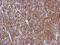 Caspase 10 antibody, GTX113148, GeneTex, Immunohistochemistry paraffin image 
