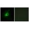 G Protein-Coupled Receptor Kinase 6 antibody, A03623, Boster Biological Technology, Immunofluorescence image 