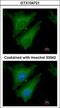 Suppressor of cytokine signaling 4 antibody, GTX104721, GeneTex, Immunofluorescence image 