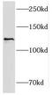 KRI1 Homolog antibody, FNab04646, FineTest, Western Blot image 