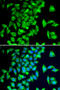 Tryptophan Hydroxylase 2 antibody, 22-739, ProSci, Immunofluorescence image 