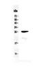 Rho Family GTPase 1 antibody, A06347, Boster Biological Technology, Western Blot image 