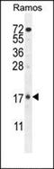 Nuclear Factor Kappa B Subunit 1 antibody, orb214308, Biorbyt, Western Blot image 
