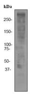 KI-67 antibody, ab92742, Abcam, Western Blot image 