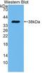 Epidermal Growth Factor antibody, LS-C715770, Lifespan Biosciences, Western Blot image 