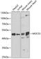 Molybdenum Cofactor Synthesis 3 antibody, 22-893, ProSci, Western Blot image 