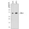 NK2 Homeobox 2 antibody, MAB8167, R&D Systems, Western Blot image 
